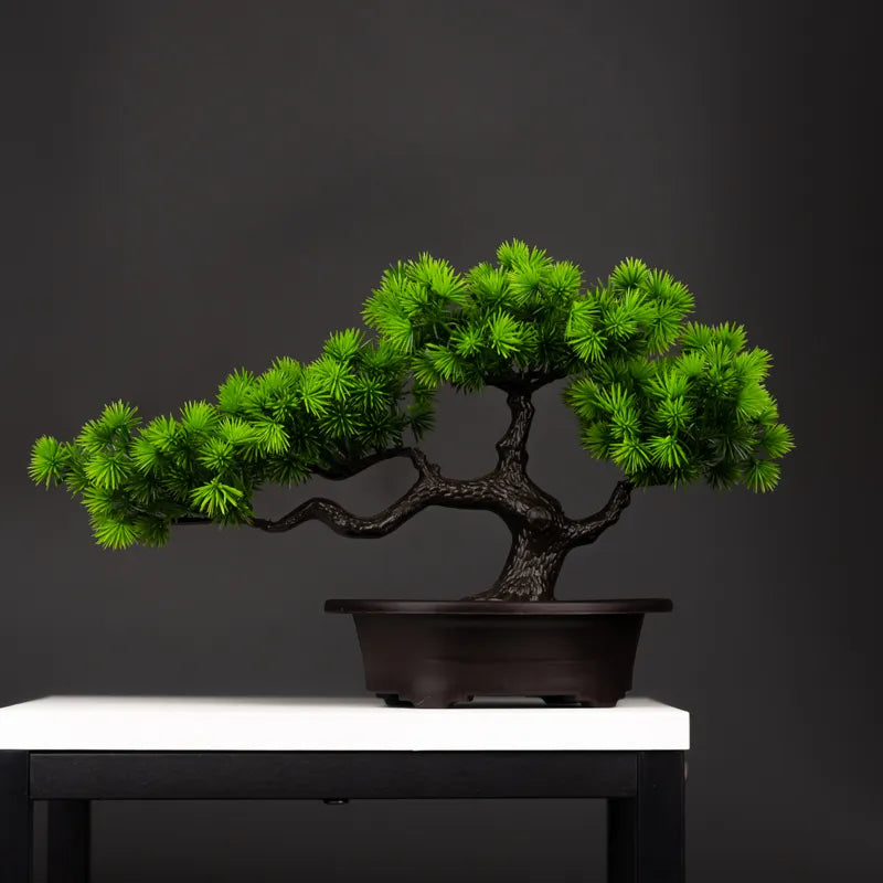 Bonsai Pinheiro